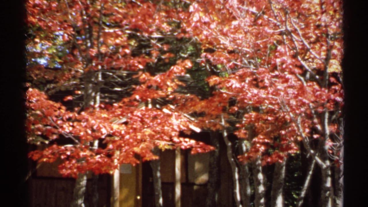 Autumn foliage glows in sunlight near a rustic wooden building or shelter in this 1971 New York home-movie frame.
