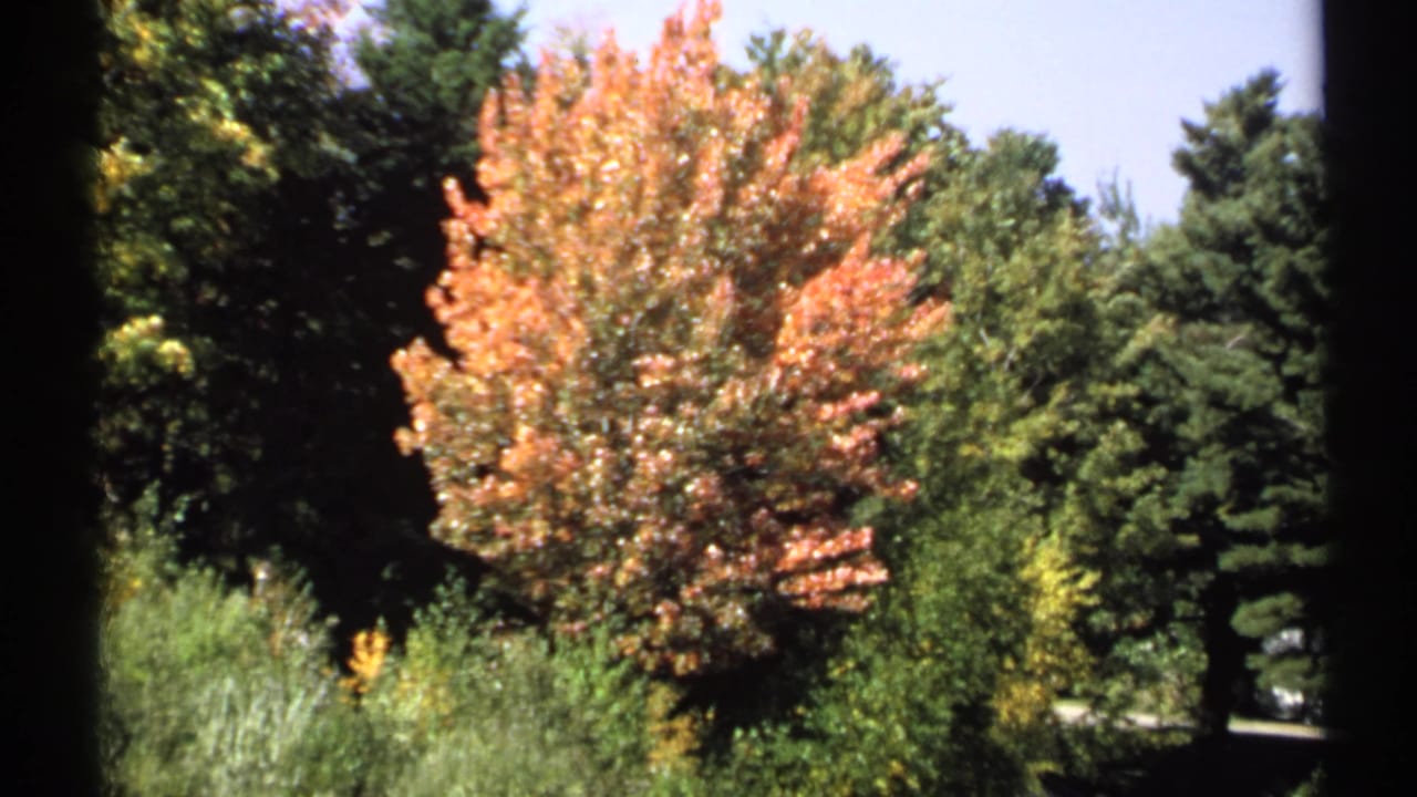 1971 New York 8mm frame with an orange autumn tree standing before darker woods and roadside vegetation.