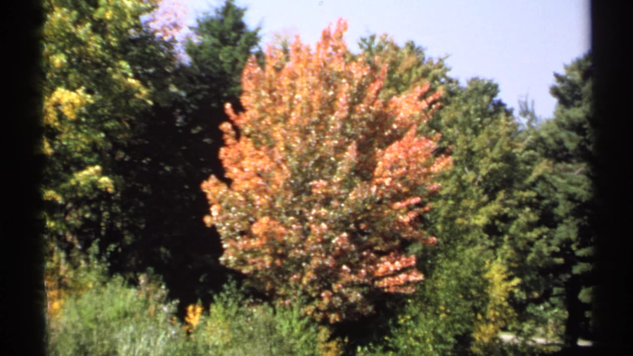 1971 New York countryside frame showing a bright orange tree, thick green woods, and open sky from a passing viewpoint.