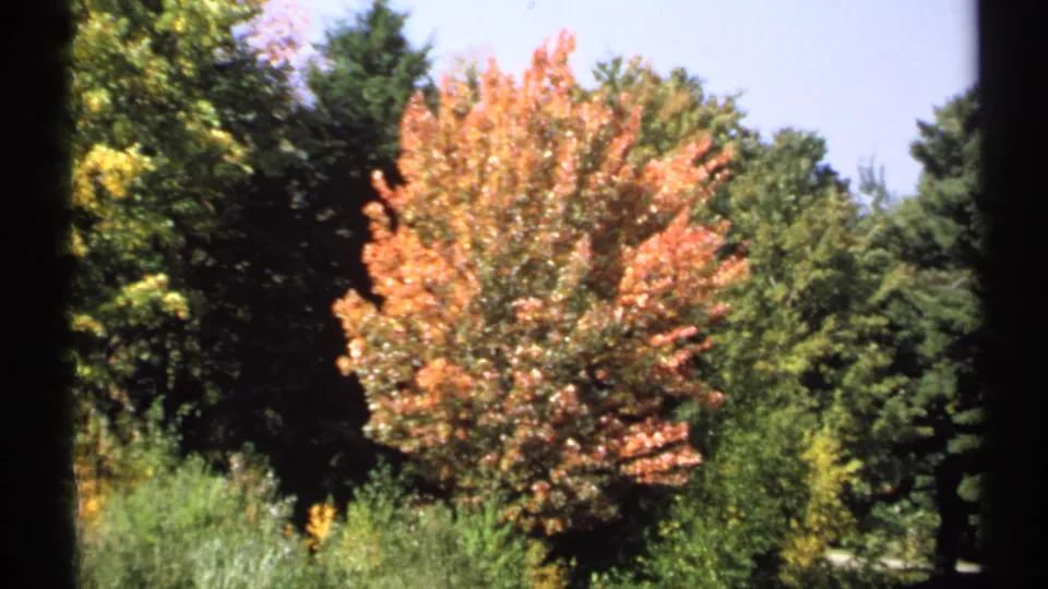 1971 New York countryside frame showing a bright orange tree, thick green woods, and open sky from a passing viewpoint.