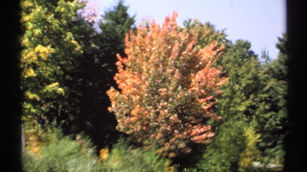 Autumn tree with orange leaves among green roadside foliage.