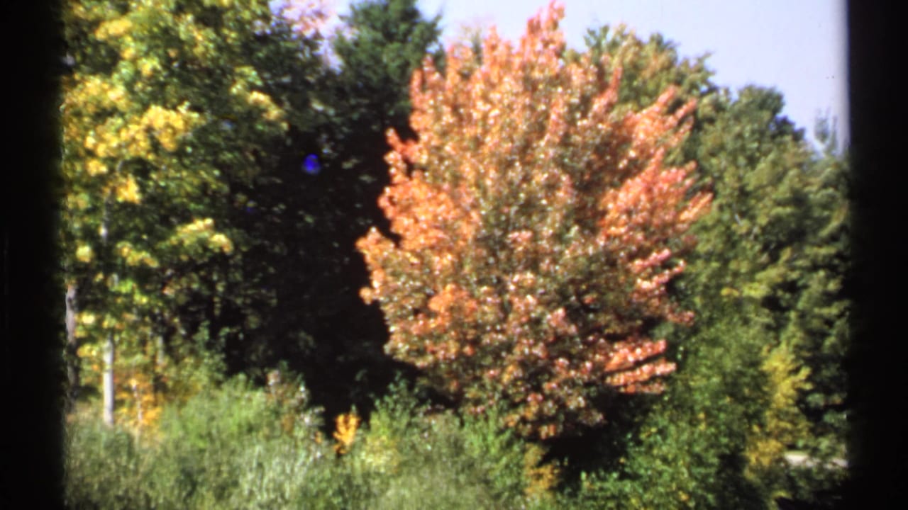 1971 New York home-movie frame with a colorful autumn tree set behind tall shrubs and darker trees.