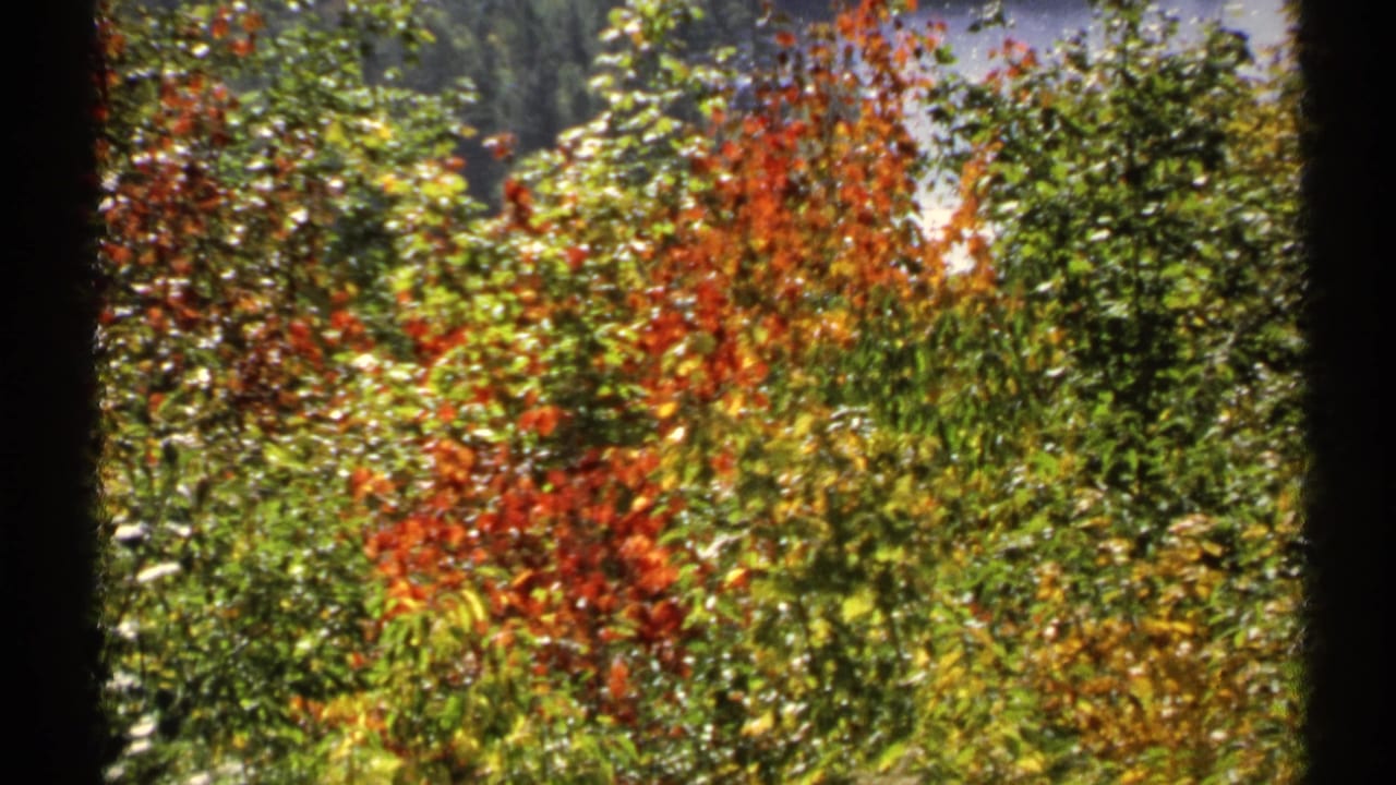 1971 New York 8mm frame with sunlit mixed foliage, including green leaves and red-orange autumn branches.
