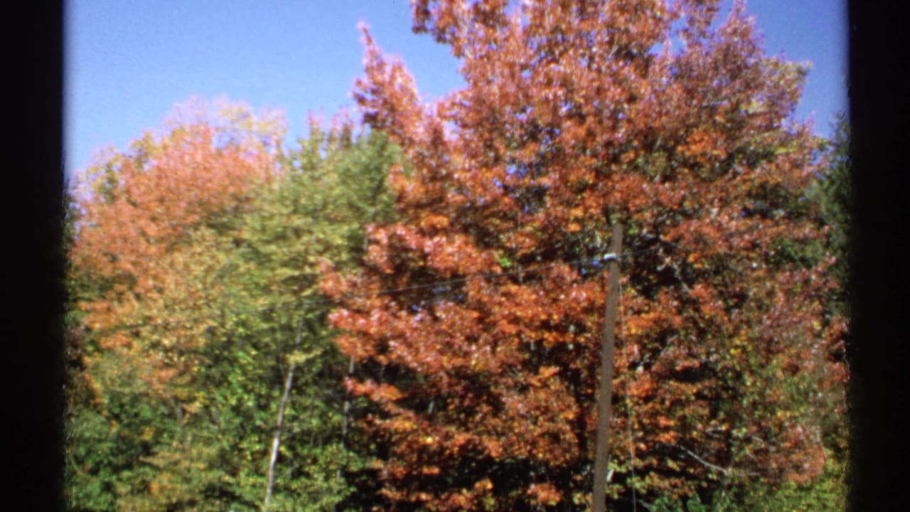 1971 New York 8mm frame showing dense autumn foliage, including orange treetops, green trees, and a slender pole or post.