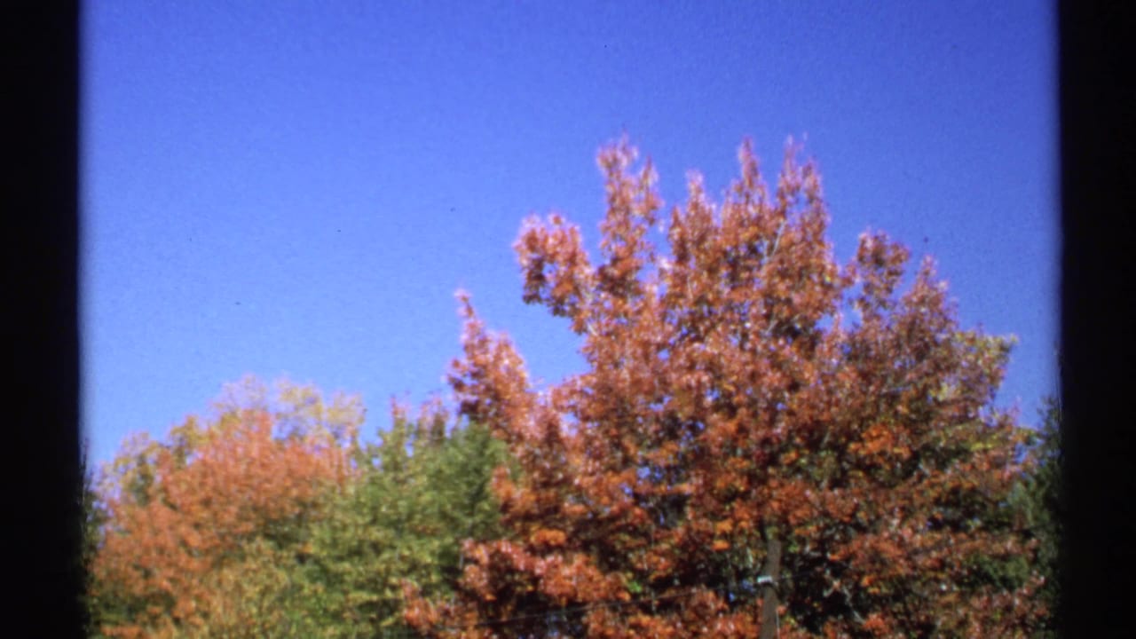 1971 New York 8mm frame focused on a tall orange fall tree rising above green treetops under a vivid blue sky.