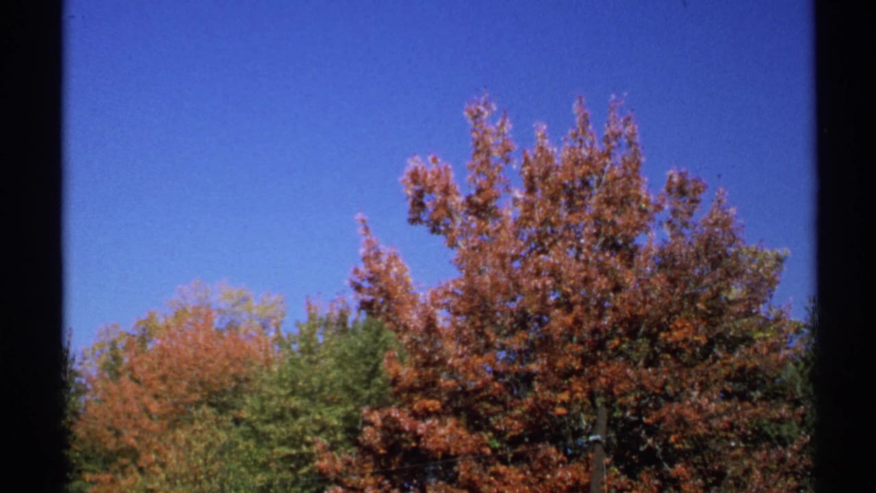 Autumn trees with red-orange leaves under a clear blue sky, framed by dark film edges.