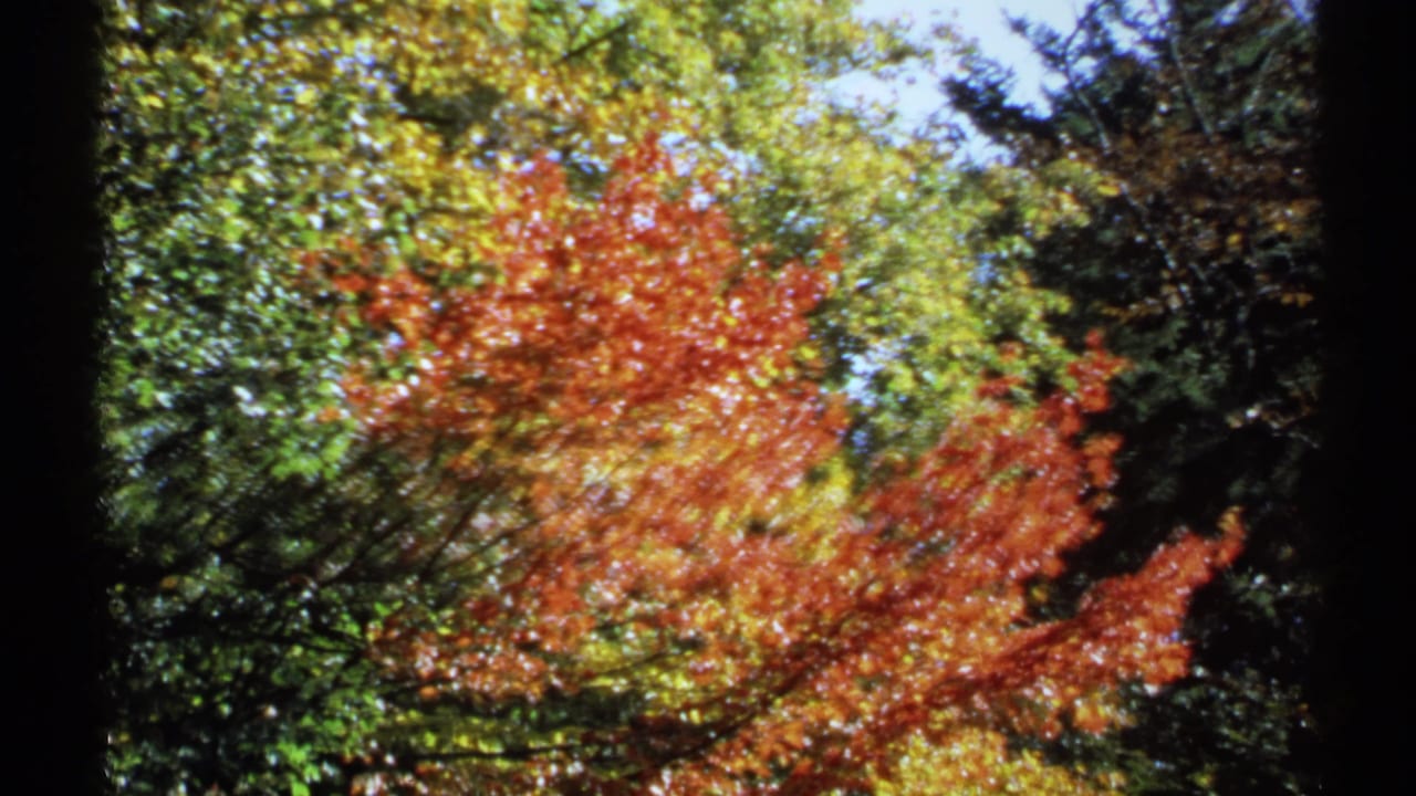 Closer 1971 New York 8mm view of autumn canopy, with orange-red leaves, green surrounding foliage, and dense shadowed branches.