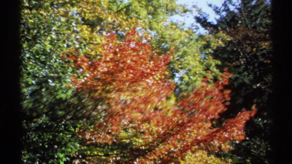 Closer 1971 New York 8mm view of autumn canopy, with orange-red leaves, green surrounding foliage, and dense shadowed branches.