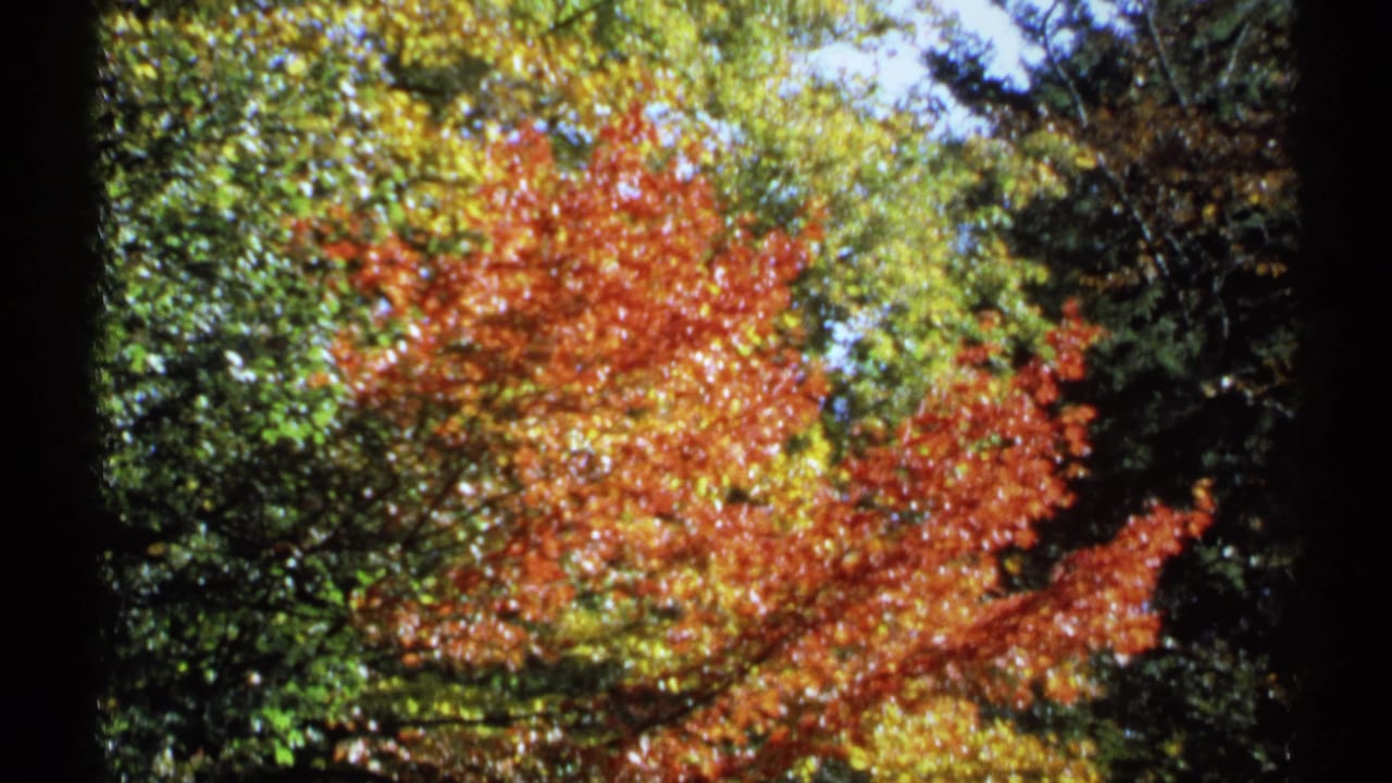 1971 New York 8mm frame of red-orange fall foliage among green trees, seen through dark frame edges.