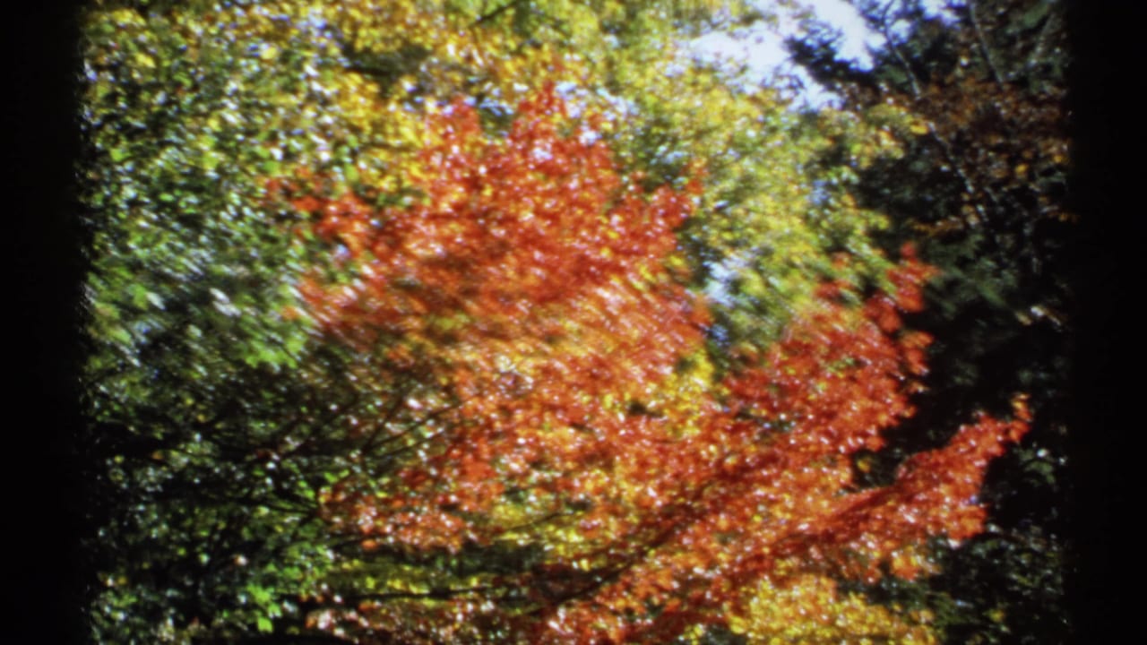 1971 New York 8mm view of red and green tree canopy with sunlight and blue sky visible above.