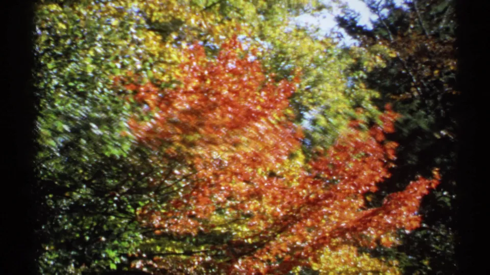1971 New York 8mm view of red and green tree canopy with sunlight and blue sky visible above.