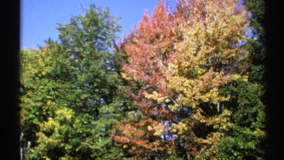1971 New York 8mm view of layered green, yellow, and reddish trees in an autumn woodland.