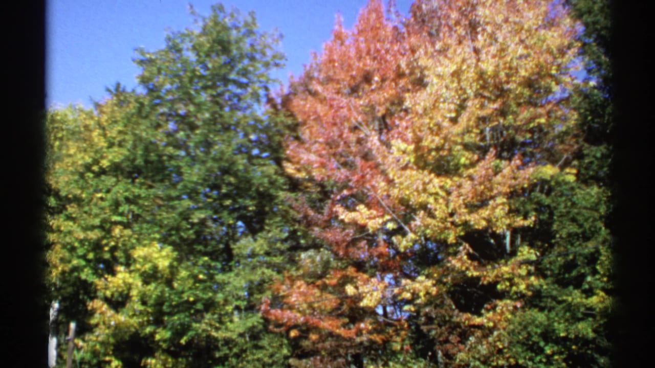 Autumn trees with green, yellow, and red foliage under a blue sky.