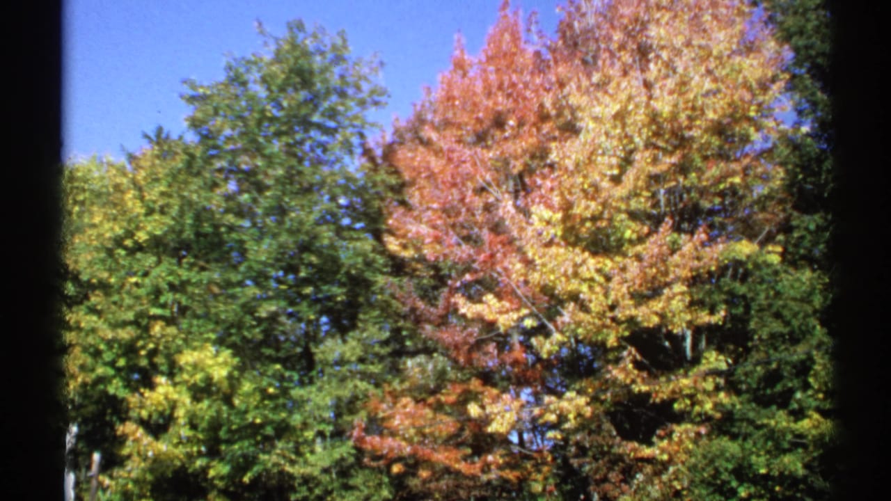 Sunlit fall trees with red, yellow, and green leaves framed by dark film edges.
