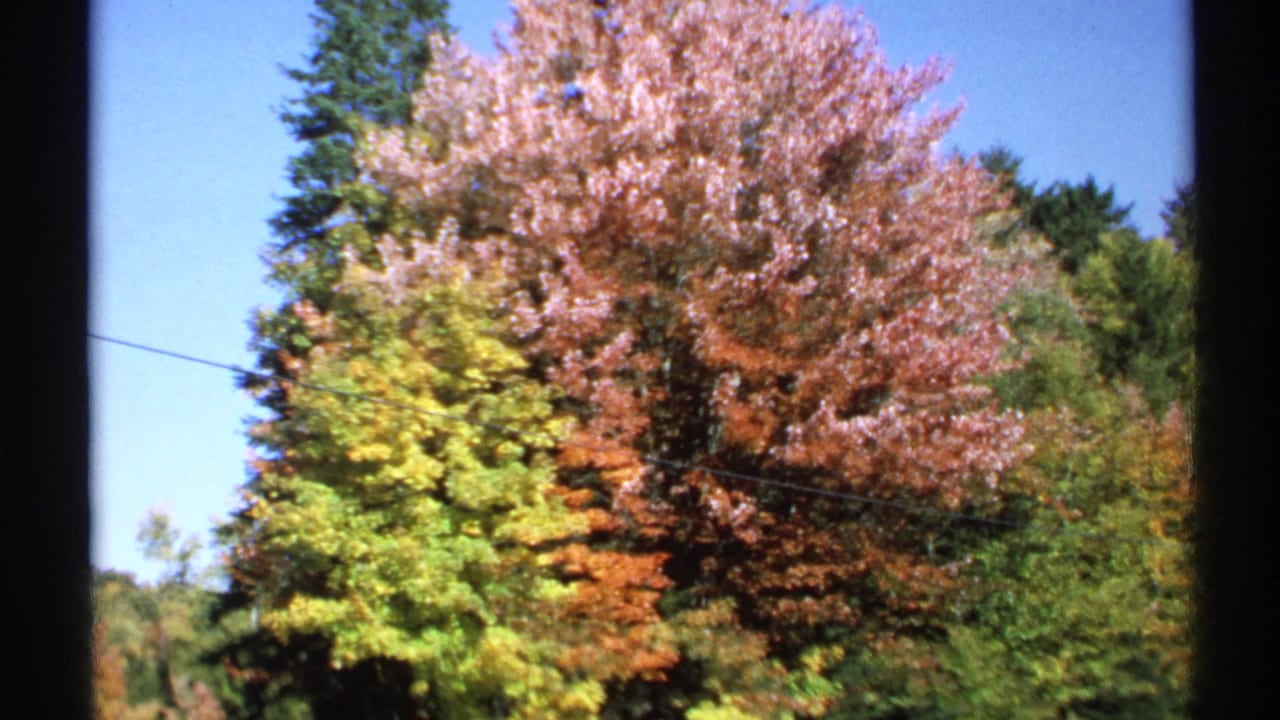 1971 New York 8mm frame showing a taller cluster of fall trees, evergreens, blue sky, and a faint overhead wire.
