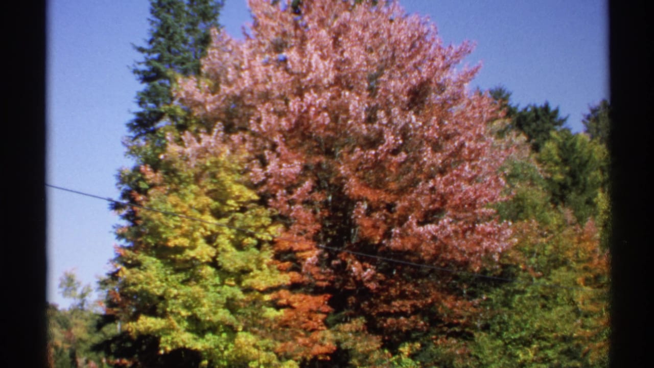 Autumn trees in red, yellow, and green below a blue sky with a thin power line.