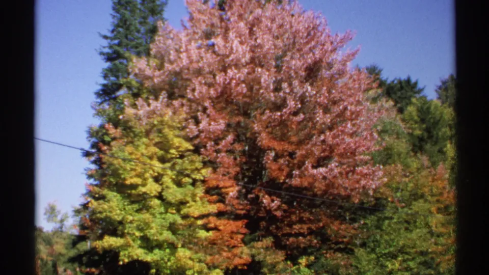 1971 New York 8mm frame of colorful autumn foliage, tall evergreens, blue sky, and a thin utility line crossing the wooded view.