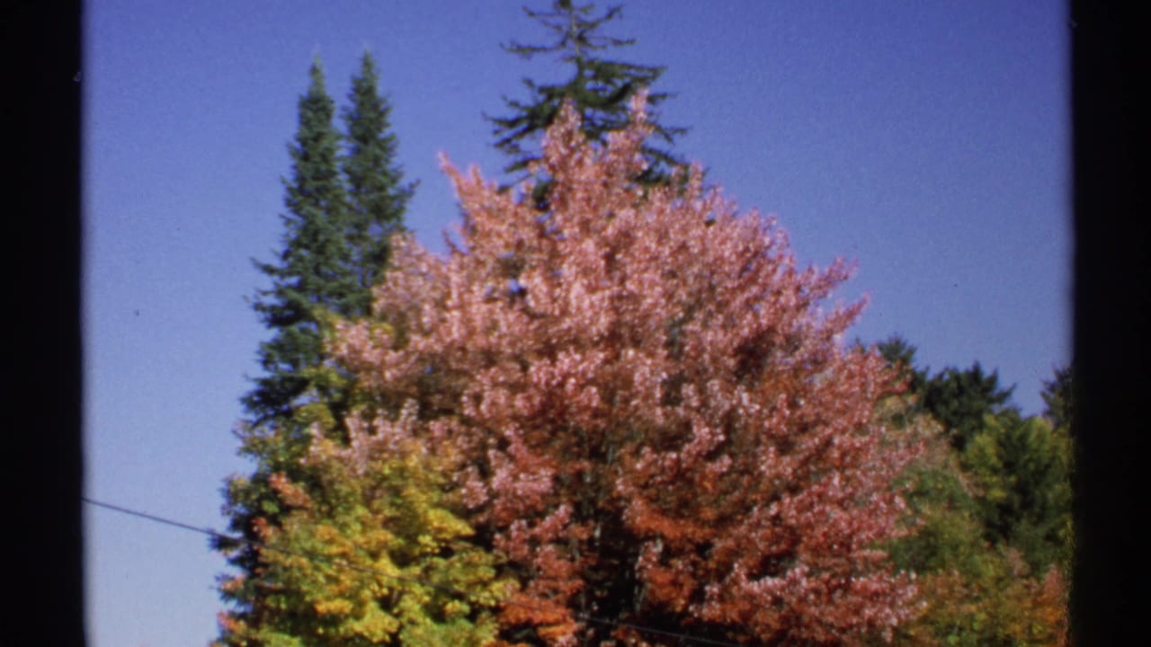 1971 New York 8mm frame showing tall conifers rising behind red autumn leaves, yellow foliage, blue sky, and a slanted power line.