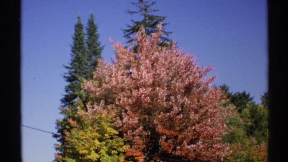 1971 New York 8mm frame showing tall conifers rising behind red autumn leaves, yellow foliage, blue sky, and a slanted power line.