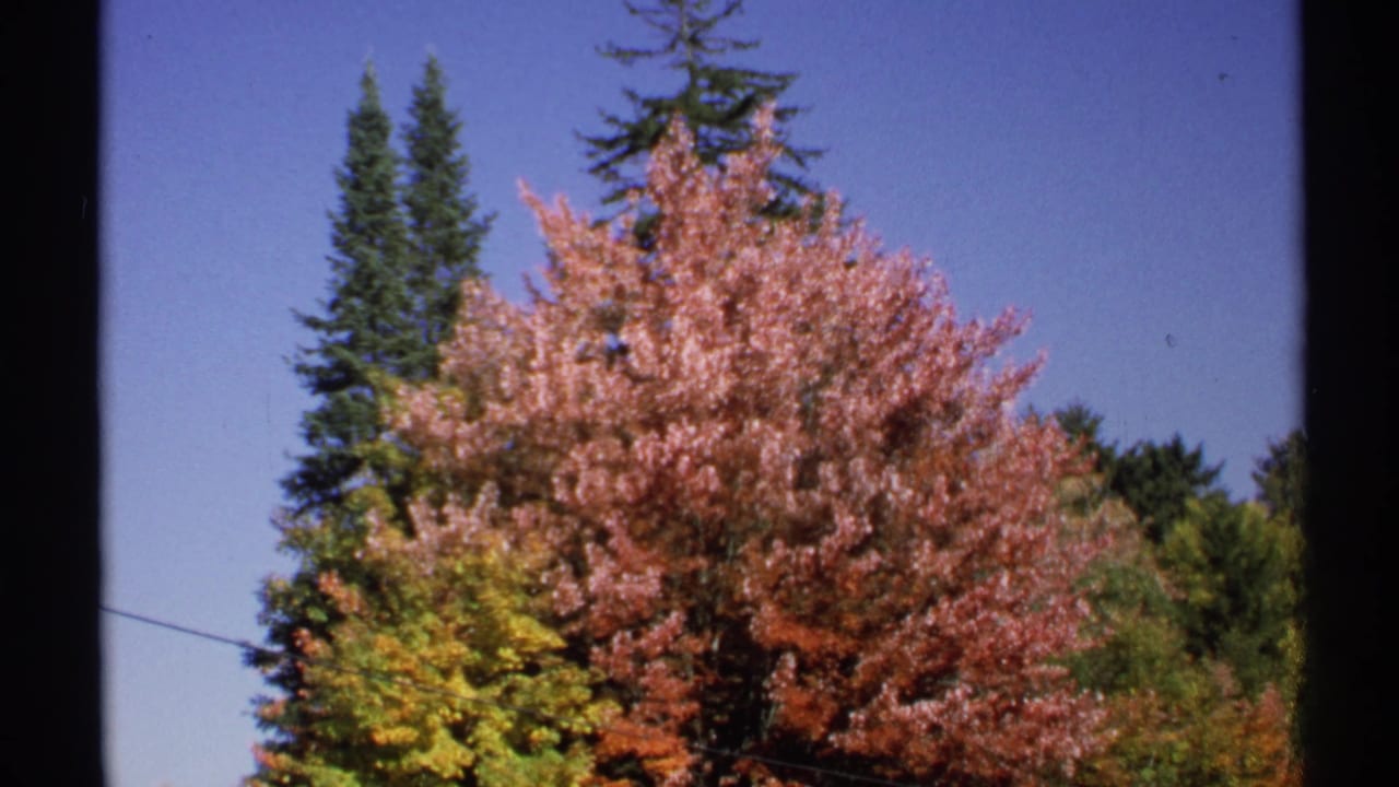 1971 New York 8mm frame of red fall foliage and dark green evergreens under a clear blue sky, with a utility line crossing the scene.