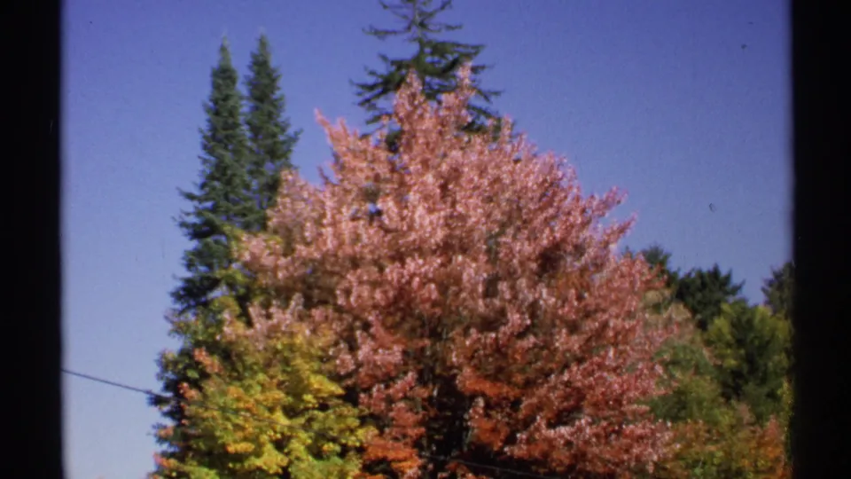 1971 New York 8mm frame of red fall foliage and dark green evergreens under a clear blue sky, with a utility line crossing the scene.