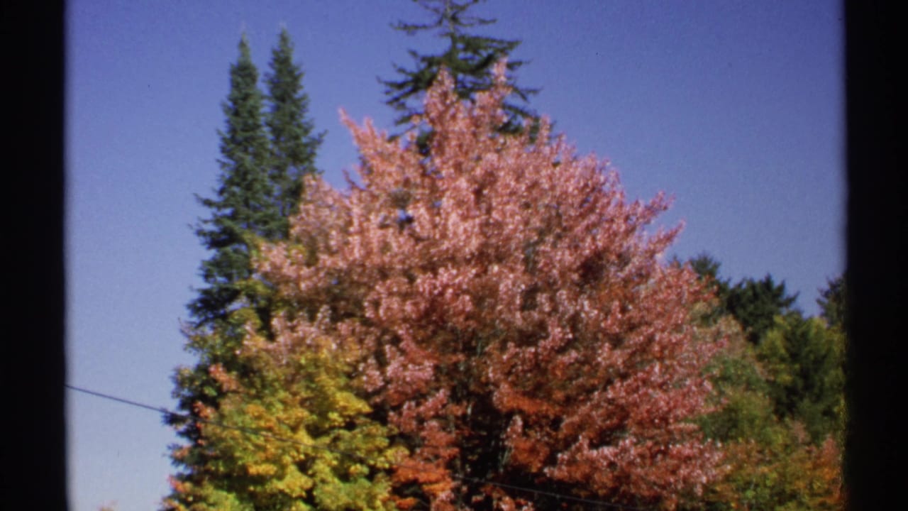 Autumn treetops with red and yellow foliage, evergreen pines, blue sky, and dark film edges.