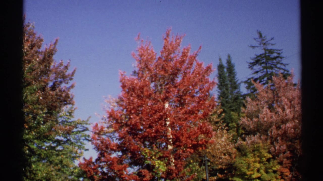Red autumn tree centered among evergreens and mixed foliage against a clear blue sky.