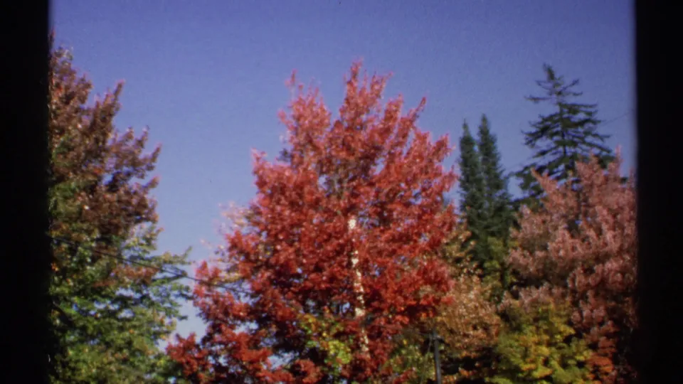 1971 New York 8mm frame with a red autumn tree, surrounding evergreen pines, mixed foliage, and blue sky.