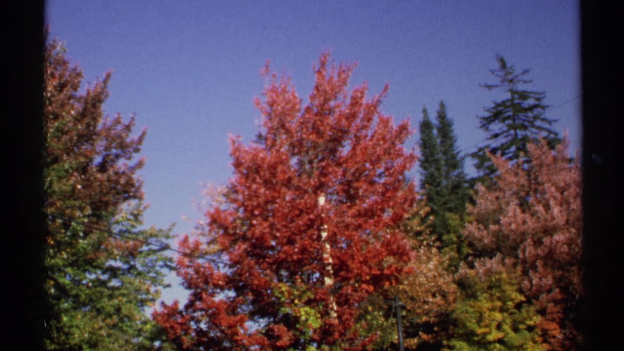 1971 New York 8mm frame showing red-orange foliage, green shrubs or trees, evergreen pines, and clear sky.
