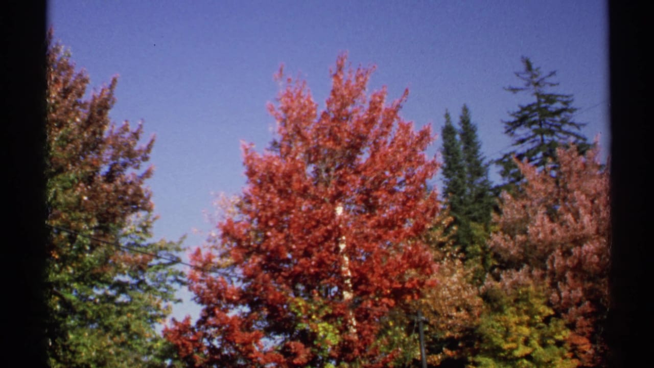 1971 New York 8mm frame of a red autumn tree surrounded by mixed foliage, evergreen pines, blue sky, and dark film borders.