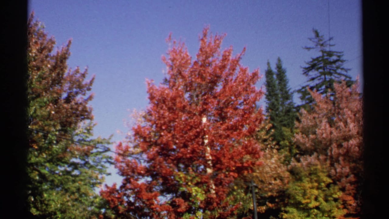 Autumn trees with red and green foliage against a clear blue sky.