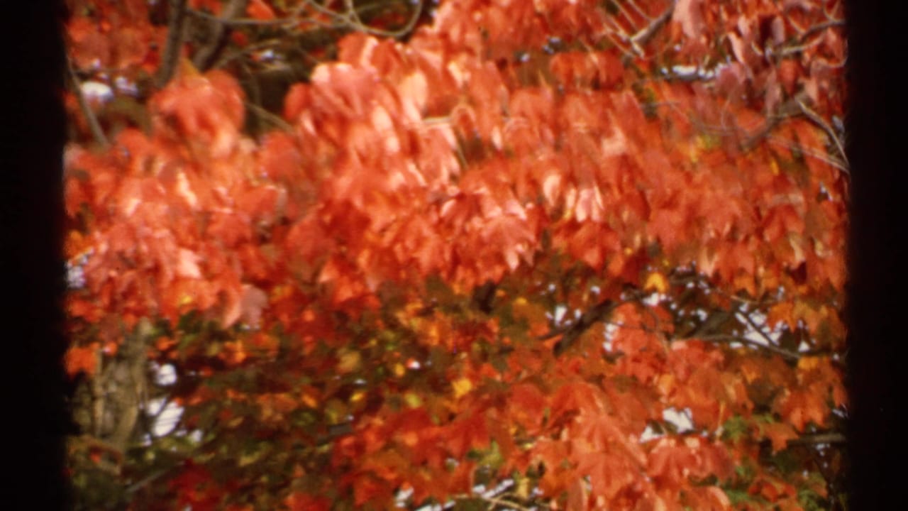 1971 New York 8mm frame showing dense red autumn leaves and branches with soft focus and dark scan edges.
