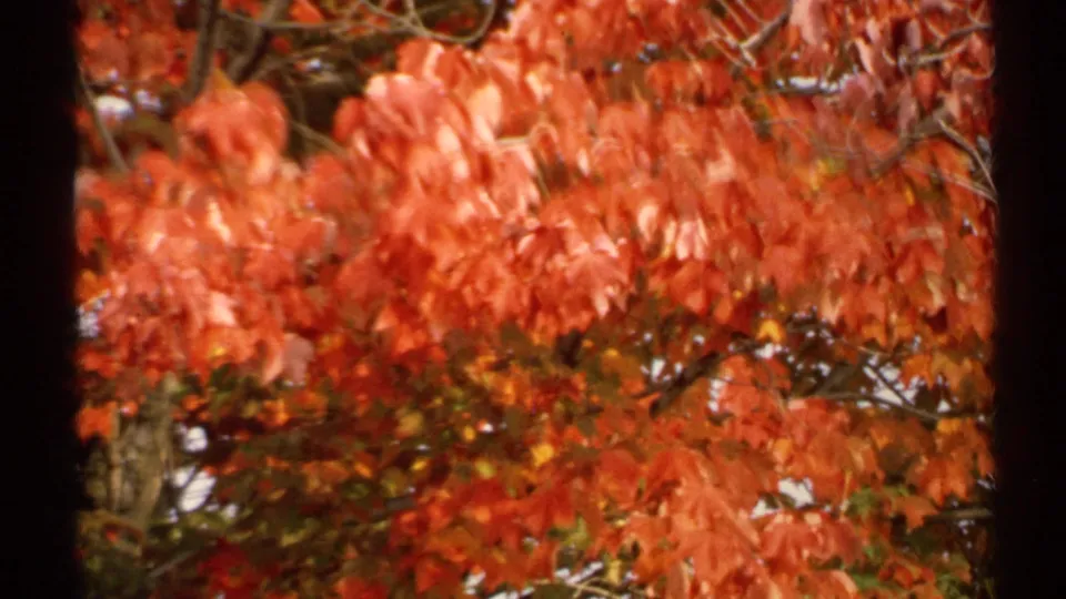 1971 New York 8mm frame showing dense red autumn leaves and branches with soft focus and dark scan edges.