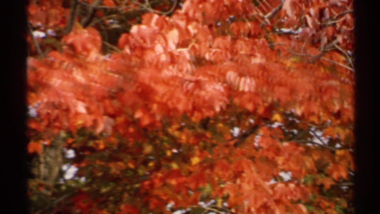1971 New York 8mm frame with motion-softened red fall leaves, branches, and visible dark film framing.