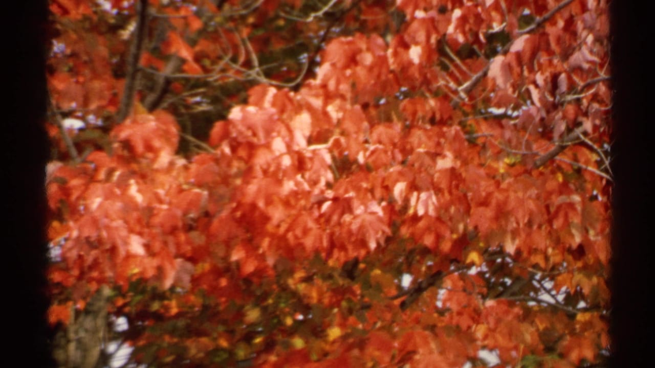1971 New York 8mm frame focused on red autumn leaves and bare branches, with warm color and dark film edges.