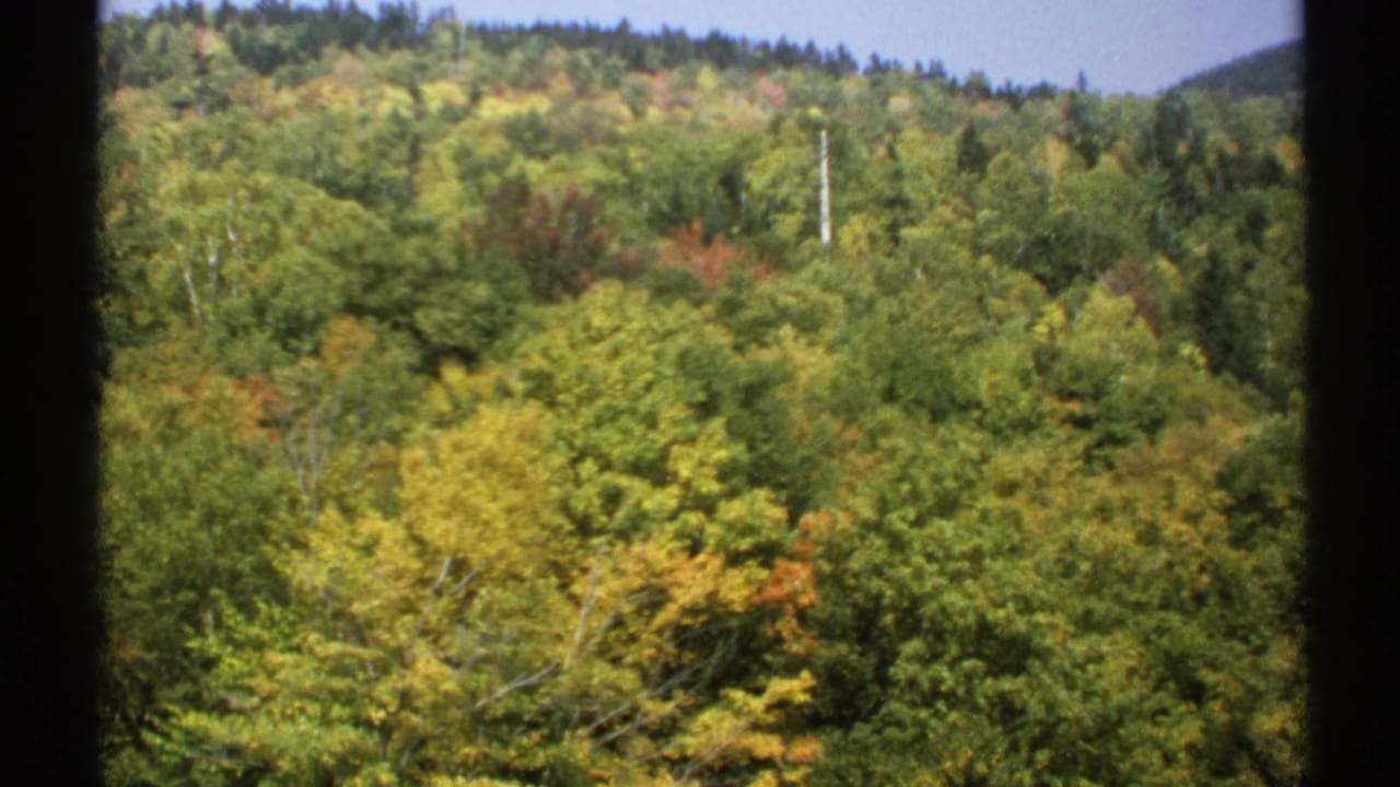 Forested hillside with green and yellow foliage, a pale sky, and a utility pole.