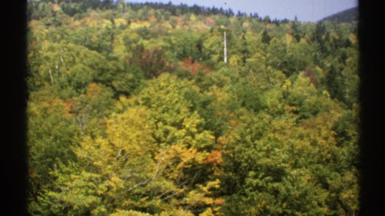 Wooded ridge with mixed autumn foliage and a slim utility pole near the center.