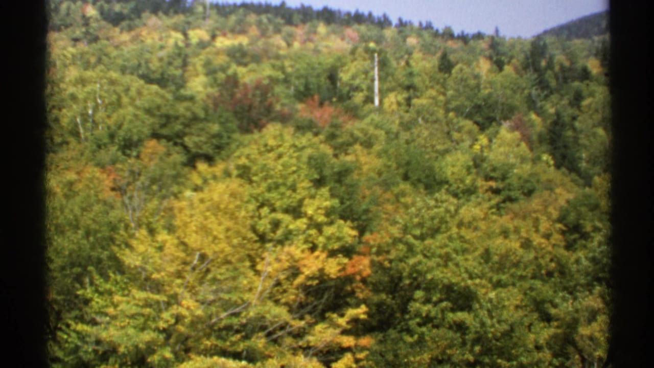 1971 8mm frame of a dense New York hillside, with early autumn leaves and a distant utility pole visible through the trees.