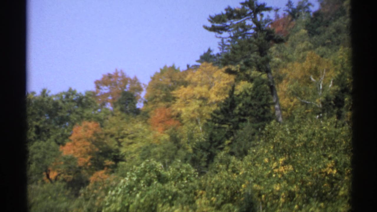 1971 New York 8mm view of a wooded autumn hillside with a tall pine, yellow-orange foliage, and dense green trees in the foreground.