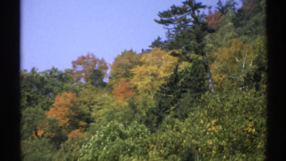 1971 New York 8mm view of a wooded autumn hillside with a tall pine, yellow-orange foliage, and dense green trees in the foreground.