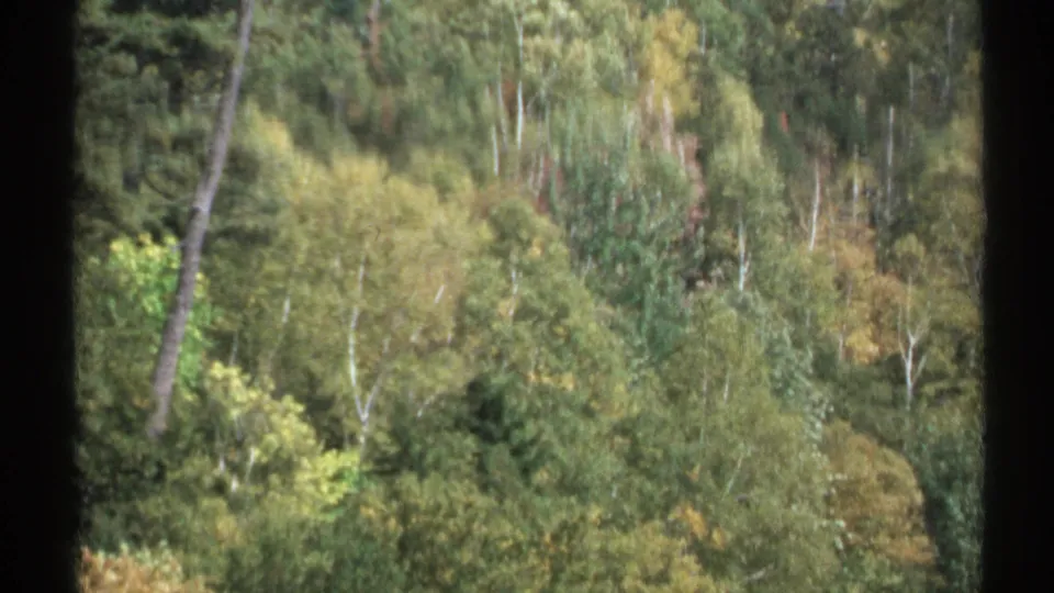 1971 New York 8mm frame showing dense deciduous and evergreen trees on a mountainside with muted autumn tones.