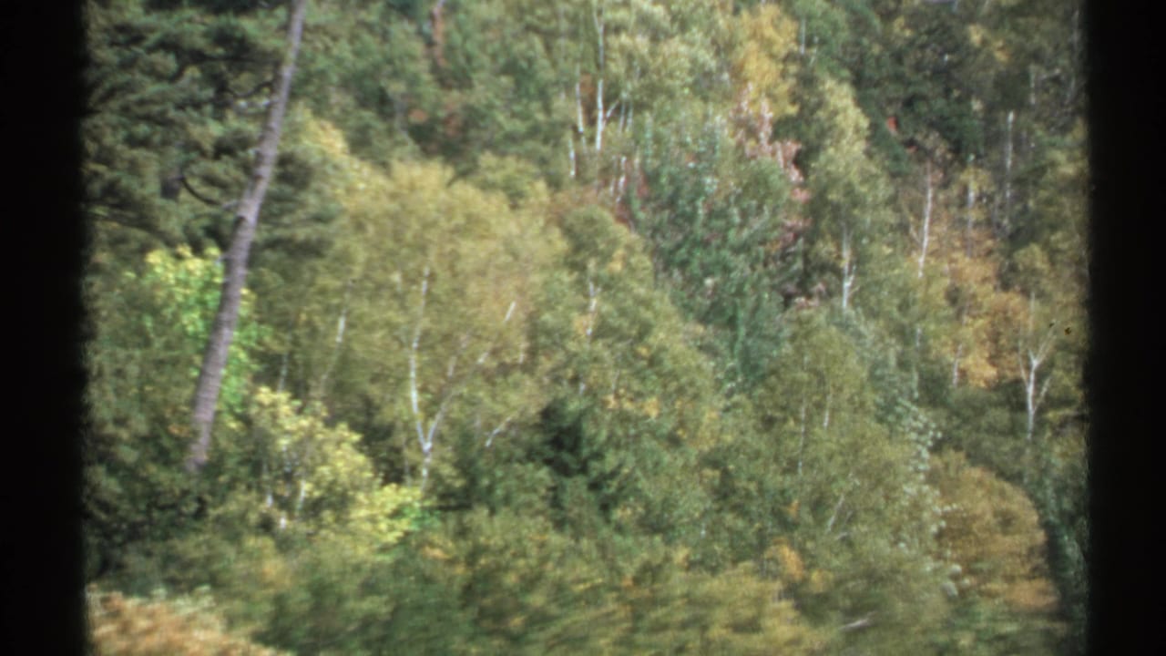 1971 New York 8mm view of dense mixed forest with evergreen and yellowing deciduous trees, framed by dark film borders.