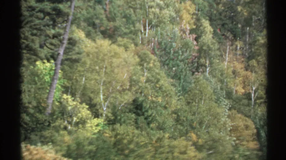1971 New York 8mm view of dense mixed forest with evergreen and yellowing deciduous trees, framed by dark film borders.