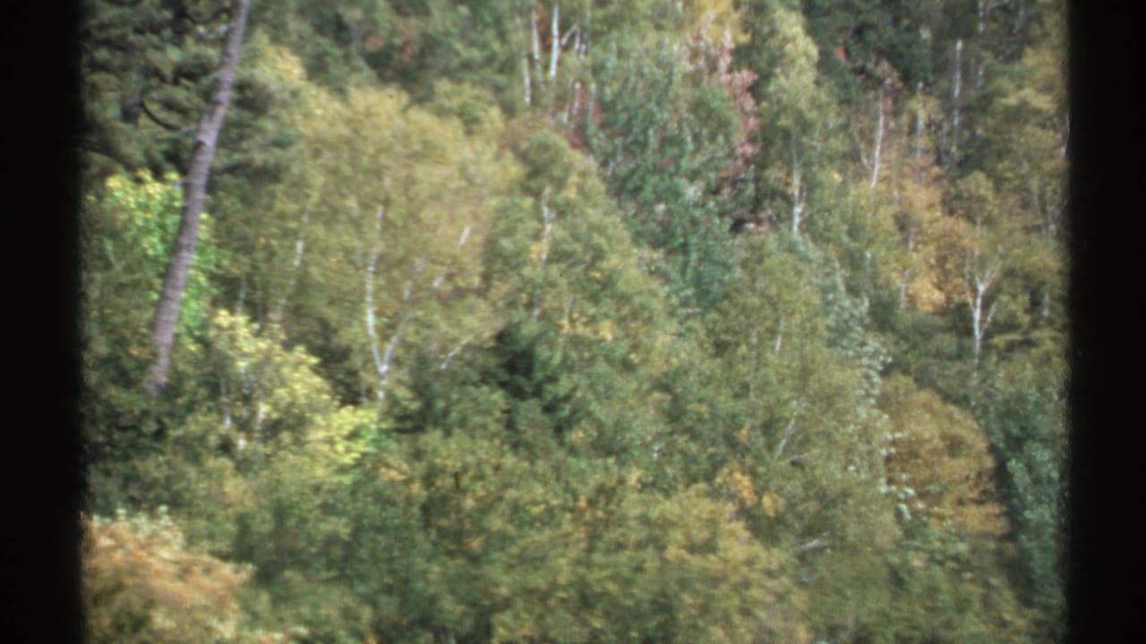 1971 New York 8mm frame showing treetops, pale trunks, and green-yellow foliage from a moving viewpoint.