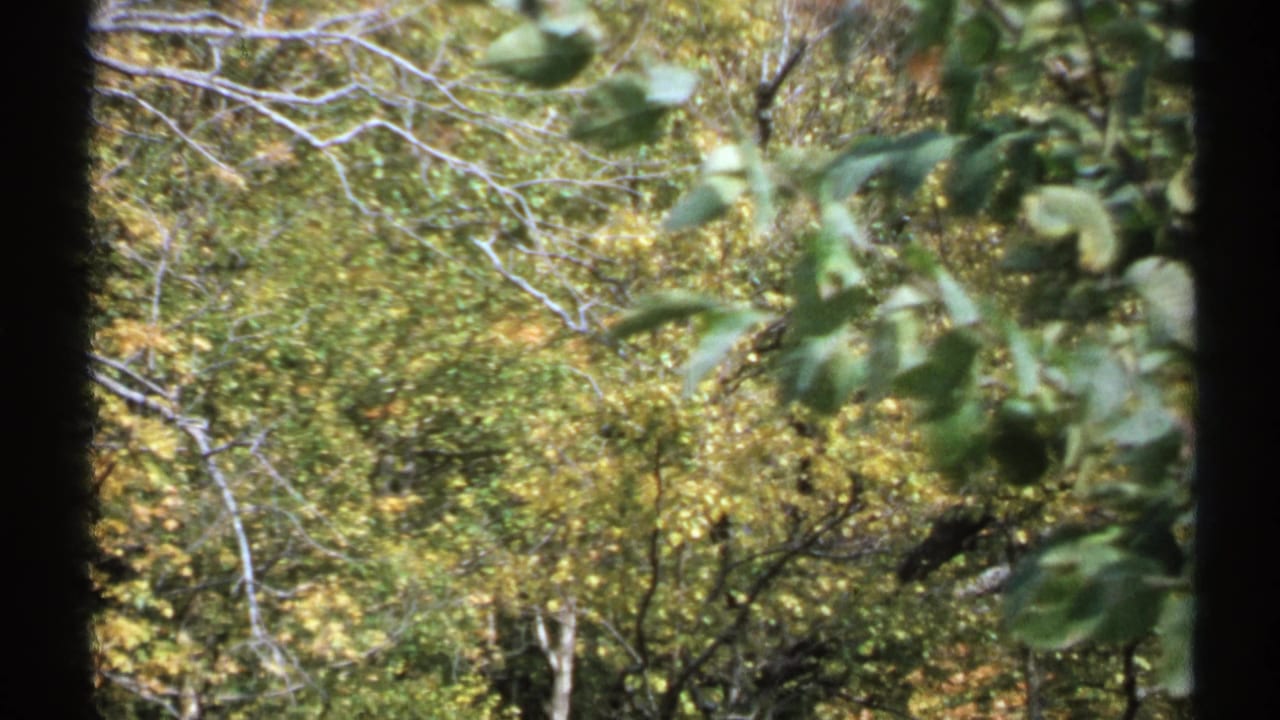 1971 New York 8mm view of dense woodland partly obscured by nearby leaves and pale bare branches.