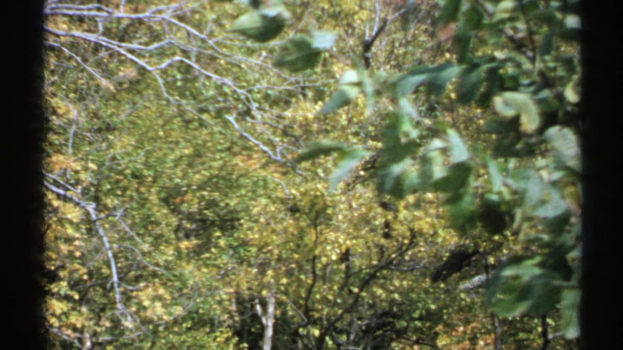1971 New York 8mm frame with close leaves in soft focus over a dense green and yellow forest canopy.