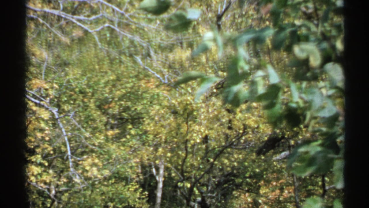 1971 New York 8mm view of dense woodland foliage with leaves, branches, and tree trunks seen through a dark natural frame.