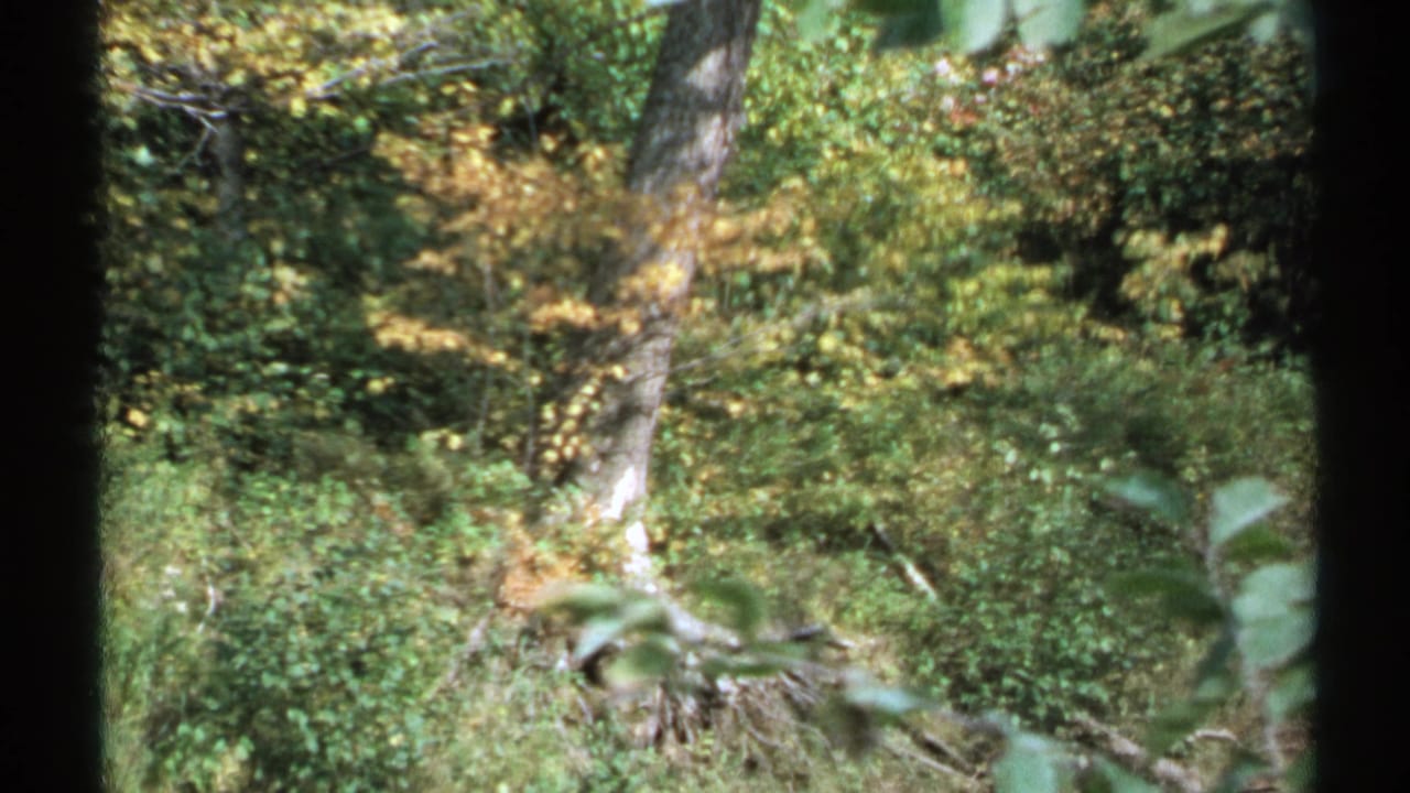 1971 New York woodland view showing a leafy slope, tree trunks, and dense green undergrowth framed by dark vertical edges.