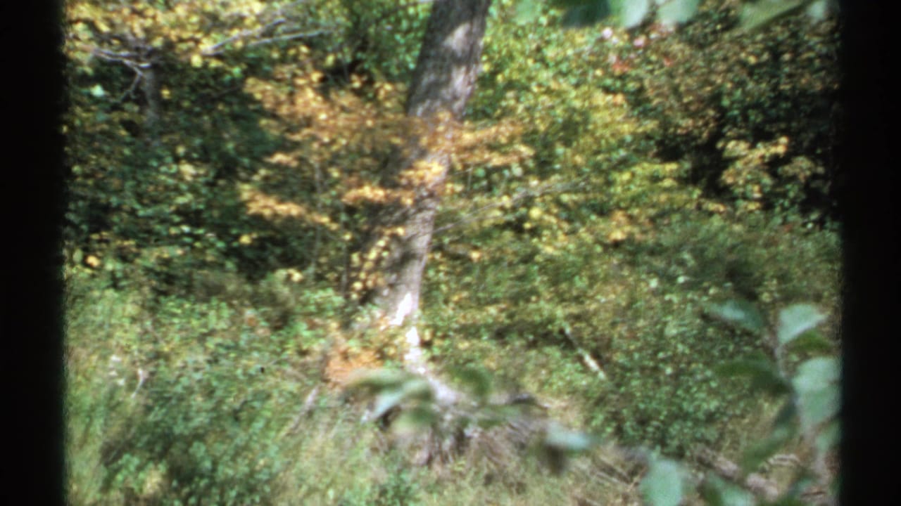 1971 New York 8mm frame of dense forest undergrowth, a leaning tree trunk, and yellow-green foliage in soft focus.