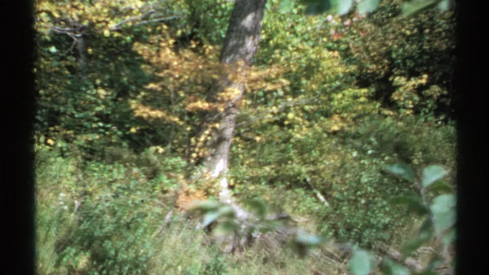 1971 New York 8mm frame of dense forest undergrowth, a leaning tree trunk, and yellow-green foliage in soft focus.